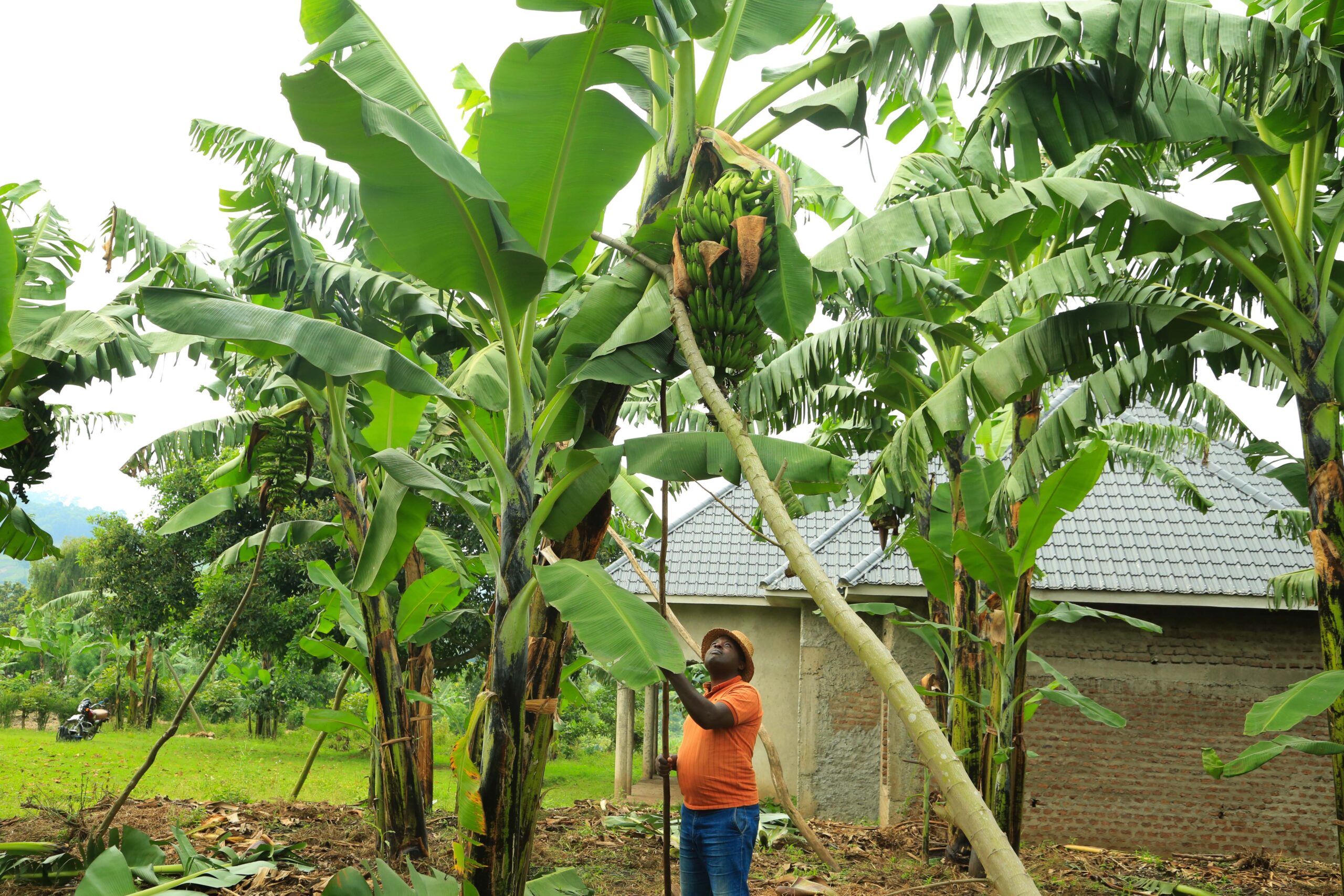 Agriculture Loan